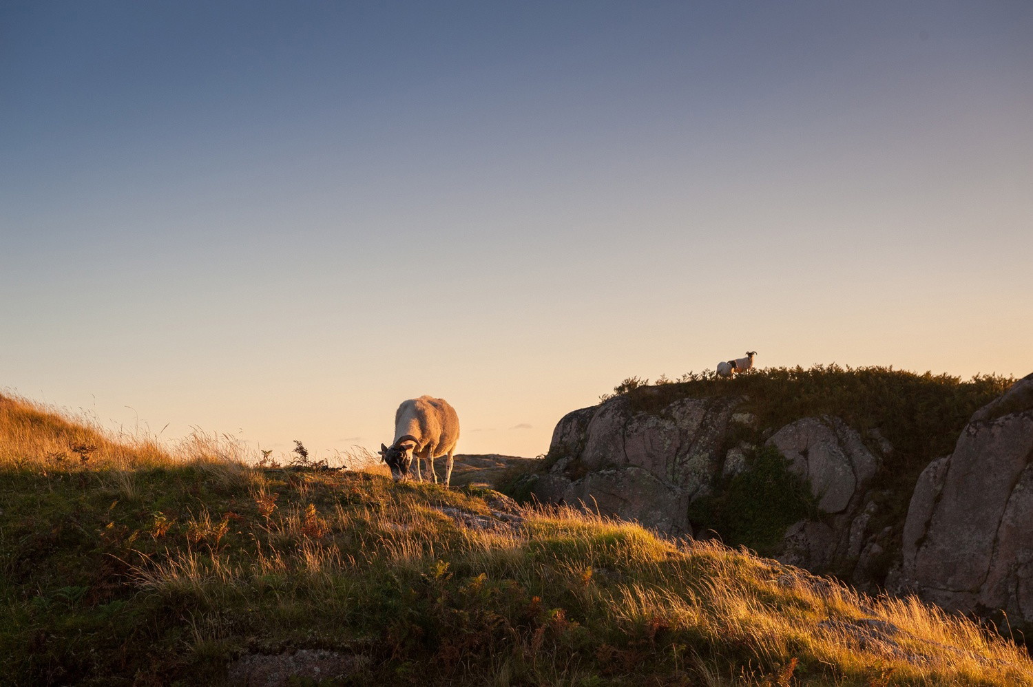 View of a goat whilst wild camping
