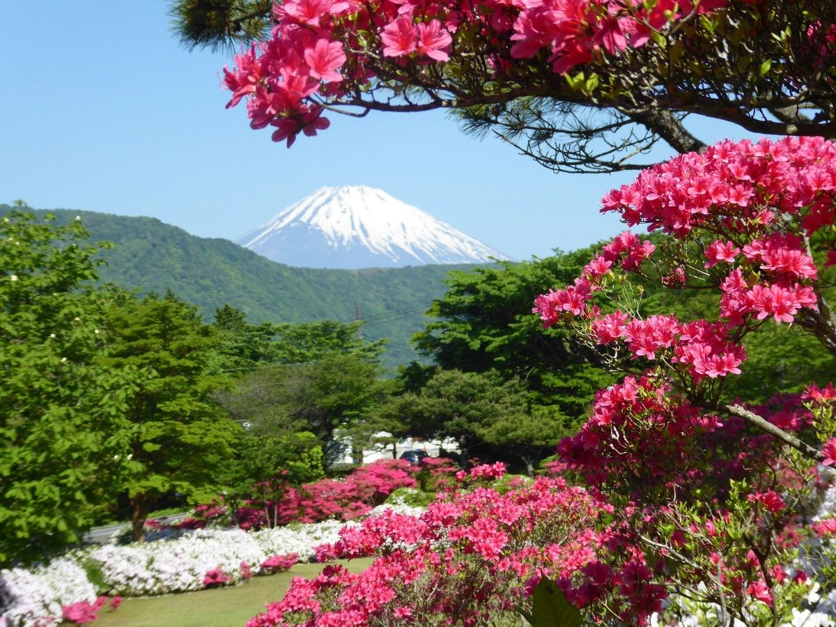 Mount Fuji in the distance behind the cherry blossoms 